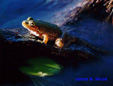 Green Frog Photograph