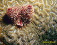 Christmas Tree Worm