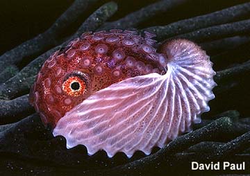 Juvenile Argonaut