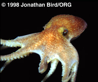 B.arcticus