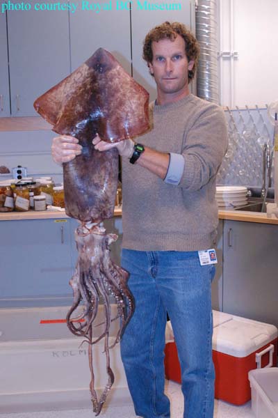 Dosidicus gigas