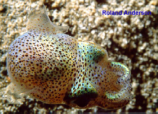 Euprymna scolopes