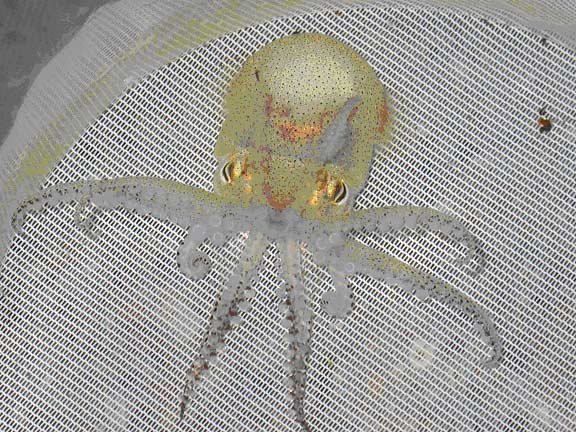 Euprymna tasmanica