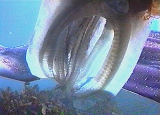 Giant cuttlefish