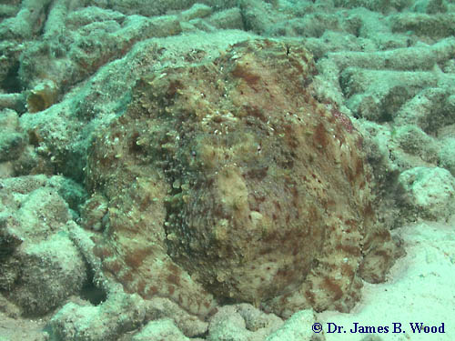 Octopus vulgaris in Bonaire