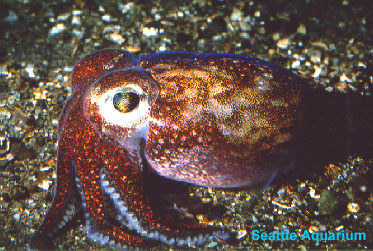 Rossia pacifica