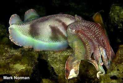 S. apama