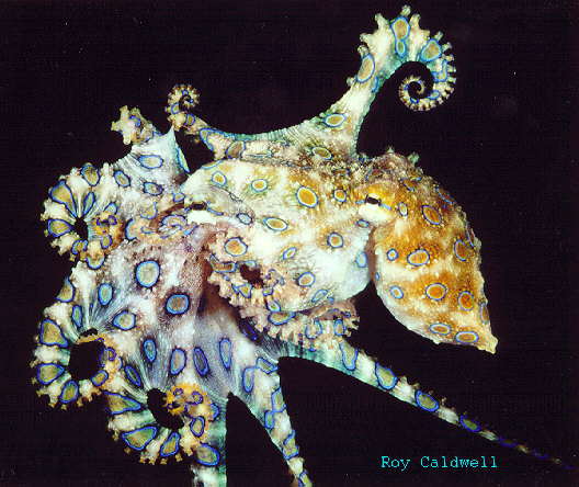 Blue-ringed octopuses mating